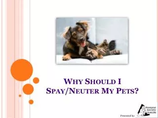 Why Should I Spay/Neuter My Pets?