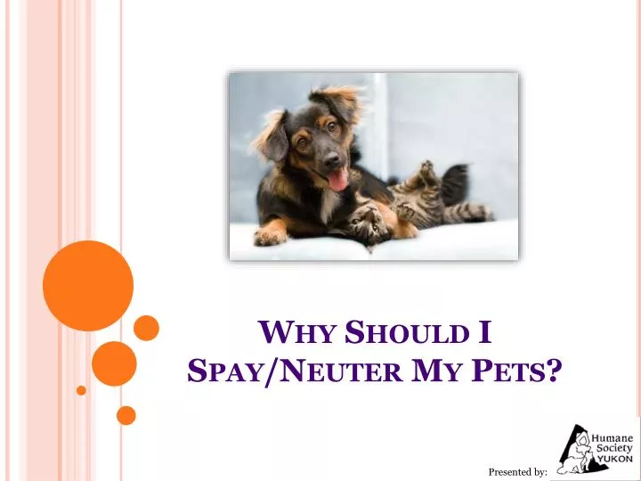 why should i spay neuter my pets