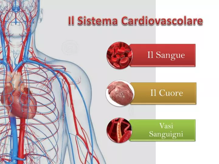 il sistema cardiovascolare