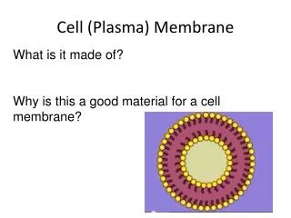 Cell (Plasma) Membrane