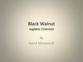 Black Walnut Juglans Cinercea