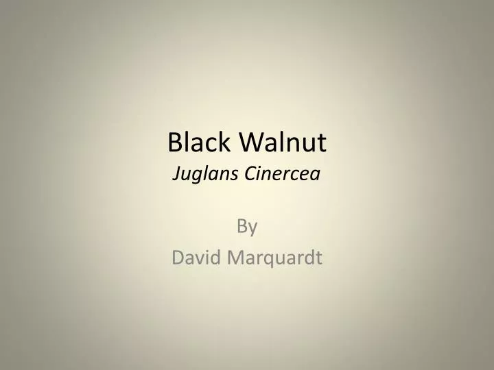 black walnut juglans cinercea