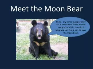 Meet the Moon Bear