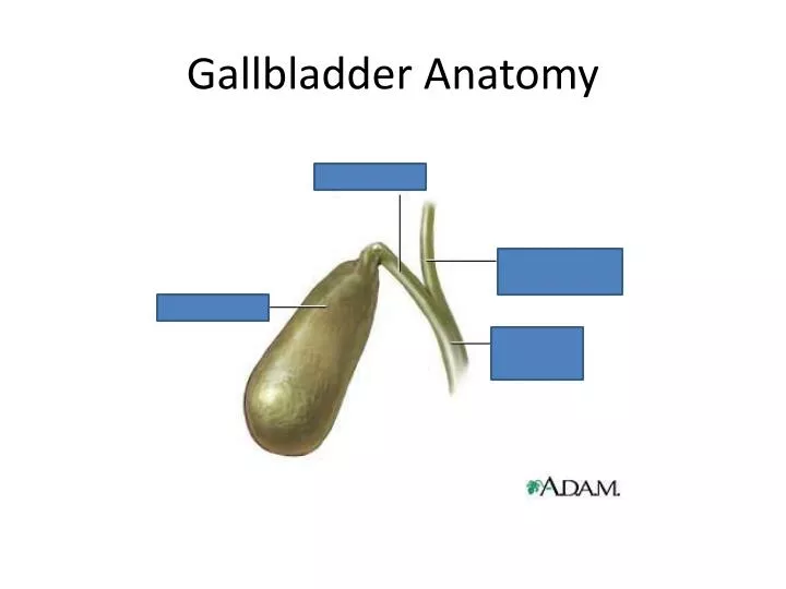 gallbladder anatomy