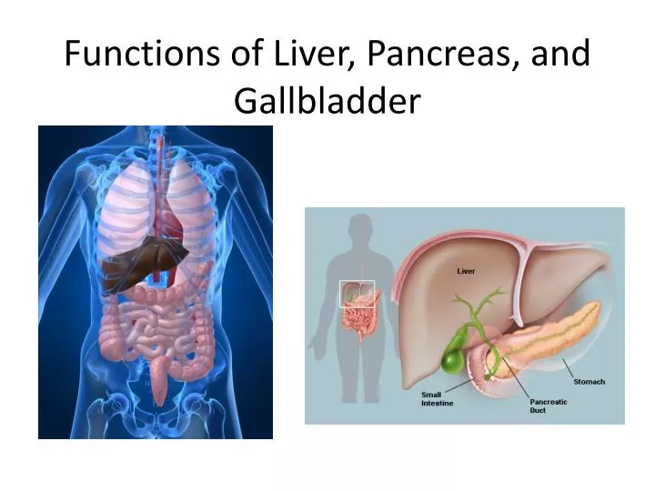 functions of liver pancreas and gallbladder