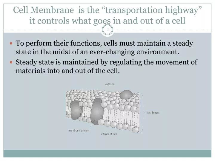 cell membrane is the transportation highway it controls what goes in and out of a cell