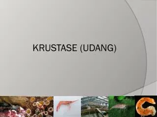 KRUSTASE (UDANG)