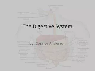 The Digestive System