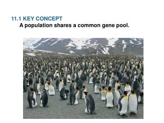 11.1 KEY CONCEPT A population shares a common gene pool.