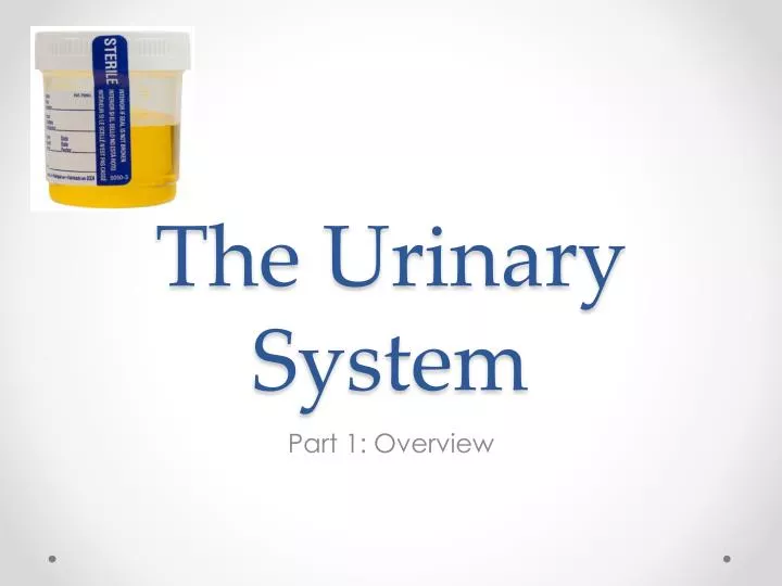 the urinary system