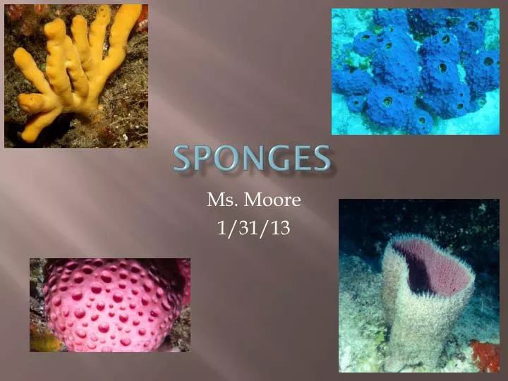 sponges