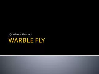WARBLE FLY