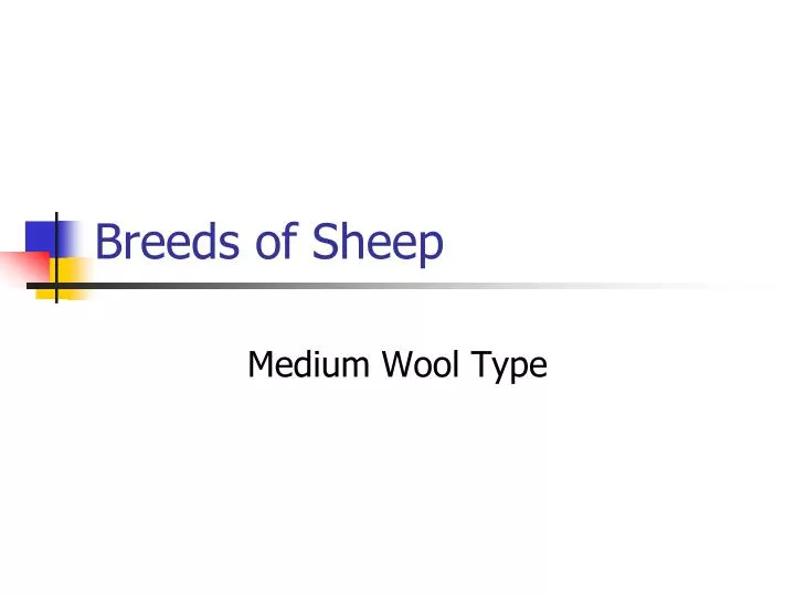 breeds of sheep