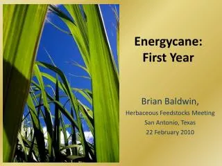 Energycane : First Year