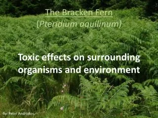 The Bracken Fern ( Pteridium aquilinum )