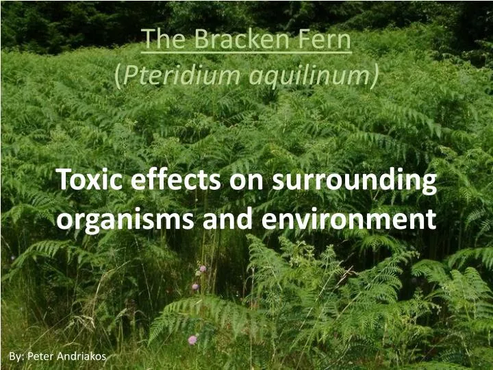 the bracken fern pteridium aquilinum