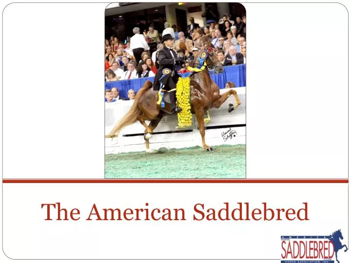 the american saddlebred