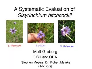A Systematic Evaluation of Sisyrinchium hitchcockii