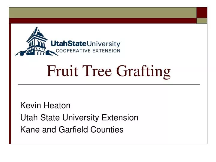 fruit tree grafting