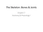 The Skeleton: Bones &amp; Joints - slide 1
