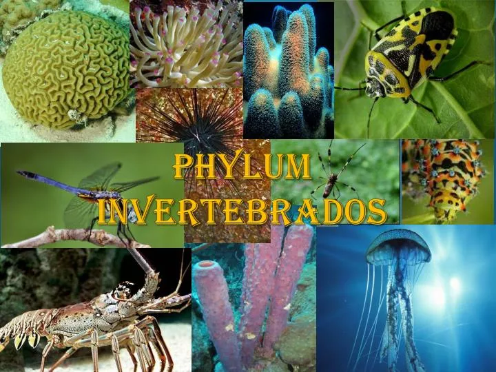 phylum invertebrados