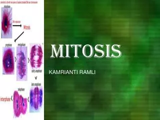 mitosis