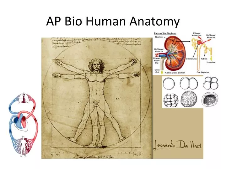 ap bio human anatomy