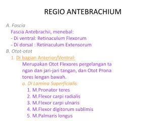 regio antebrachium