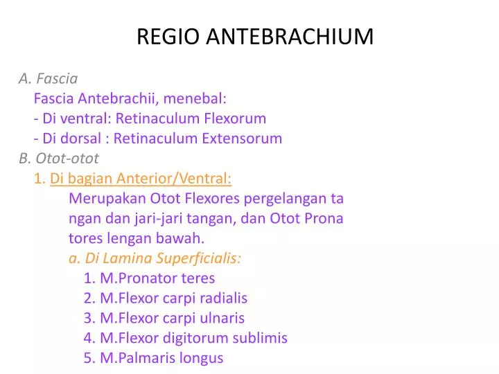 regio antebrachium