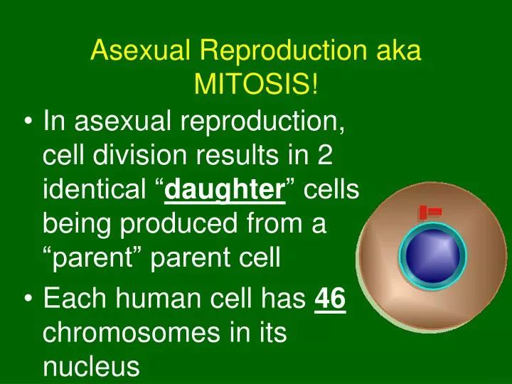 asexual reproduction aka mitosis