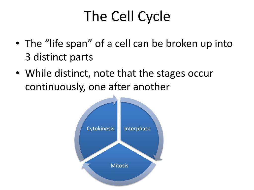 PPT - Understanding the Cell Cycle: A Step-by-Step Guide PowerPoint ...