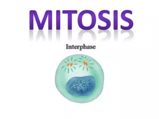 Mitosis