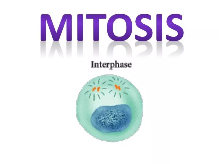 mitosis