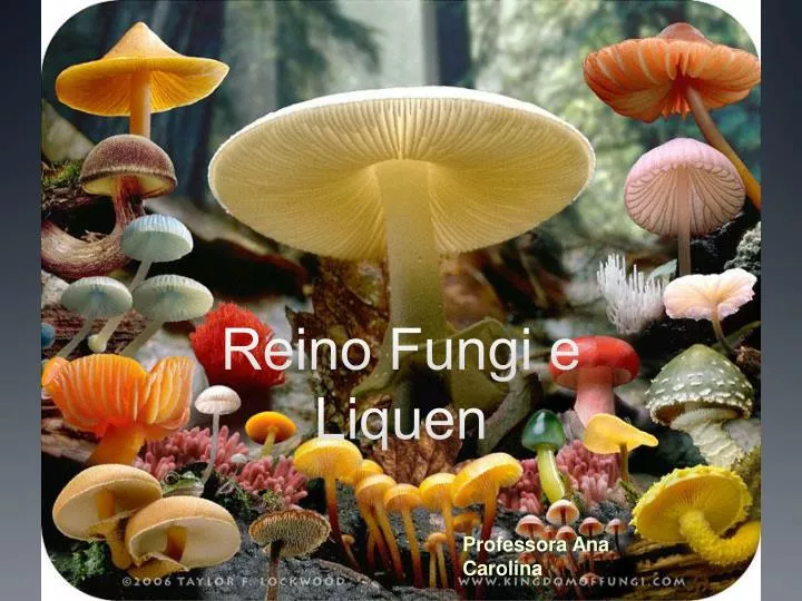 reino fungi e liquen