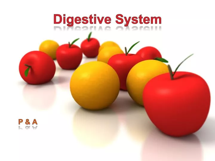 digestive system