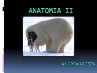 anatomia ii