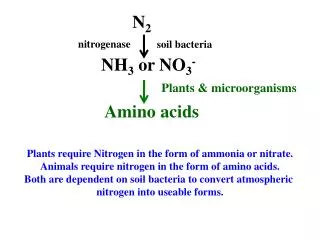 Amino acids