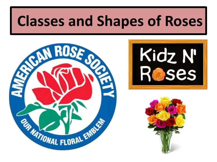 classes and shapes of roses