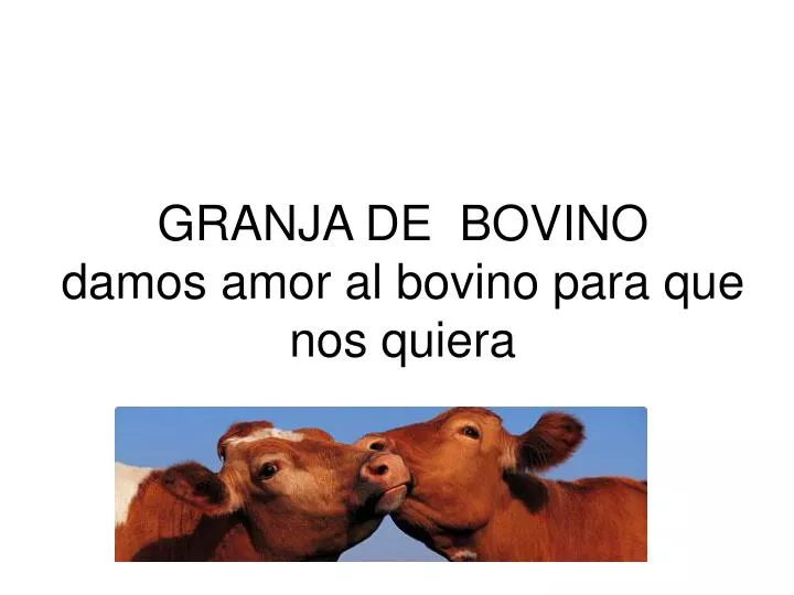 granja de bovino damos amor al bovino para que nos quiera