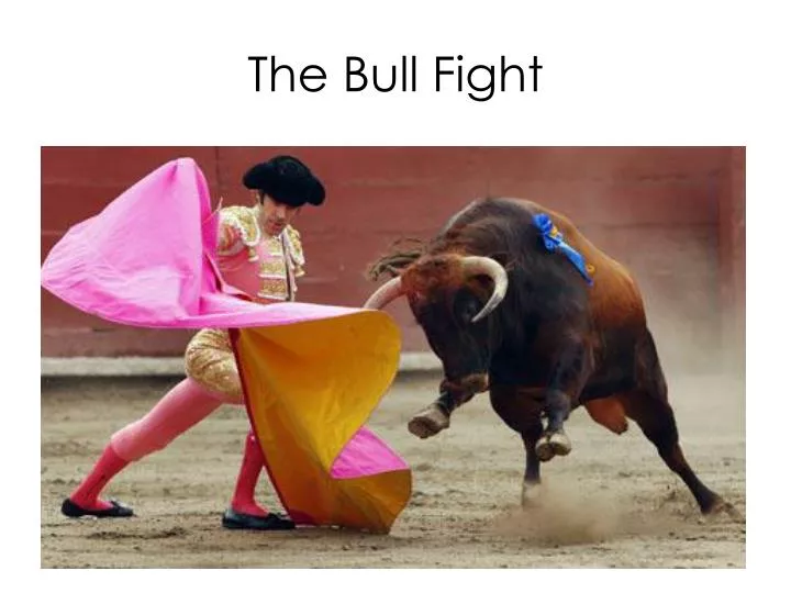 the bull fight