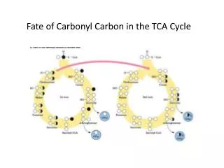 Fate of Carbonyl Carbon in the TCA Cycle