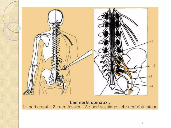Nerf Sciatique : Définition, Anatomie, Douleurs