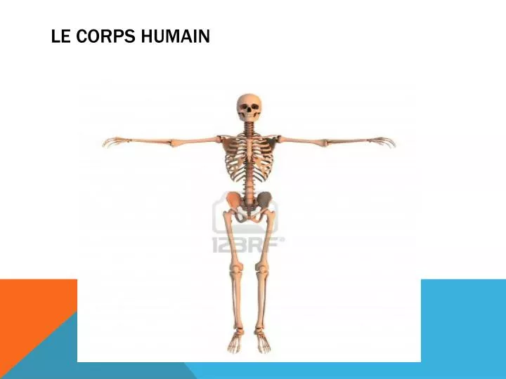 le corps humain