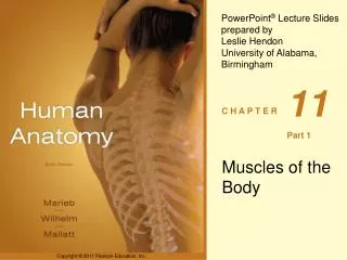 Muscles of the Body