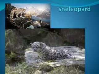 sneleopard