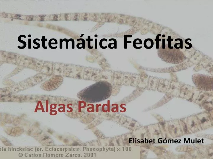 sistem tica feofitas