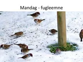 mandag fugleemne