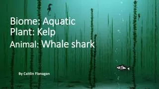 animal whale shark