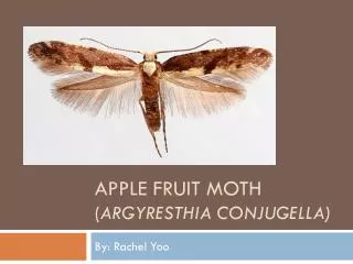 Apple Fruit moth ( Argyresthia conjugella )