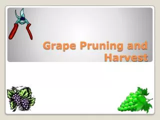 Grape Pruning and Harvest
